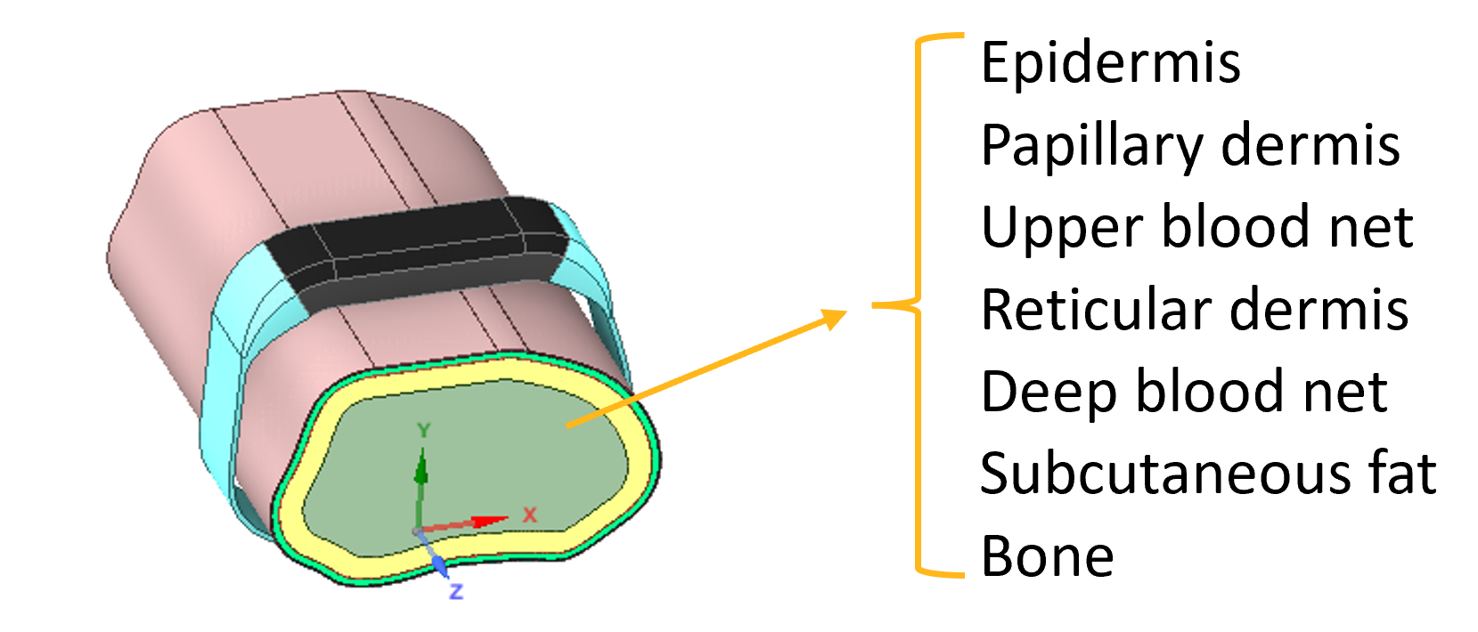 Tissue.png